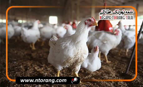 ایران به خودکفایی کامل در تولید گوشت مرغ و تخم‌مرغ رسید